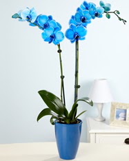 Esiz bir hediye 2 dall mavi orkide  Ankara cicekciler , cicek siparisi 
