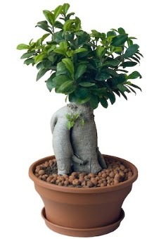 Japon aac bonsai saks bitkisi  Ankara iek gnderme 