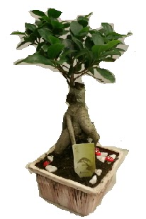 Japon aac bonsai seramik saks  Ankara iek maazas , ieki adresleri 