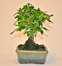 Zelco bonsai saks bitkisi  Ankara iek servisi , ieki adresleri 