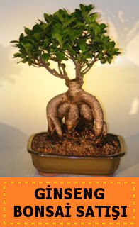 Ginseng bonsai sat japon aac  Ankara cicek , cicekci 