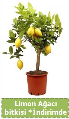 Limon aac bitkisi Ev iin limon bitkisi  Ankara iek , ieki , iekilik 