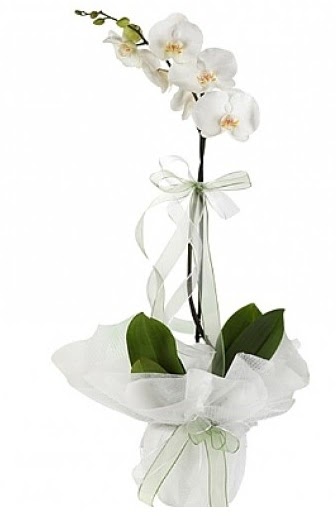 Tekli Beyaz Orkide  Ankara nternetten iek siparii 