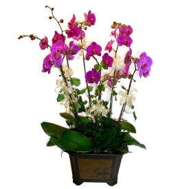  Ankara cicek , cicekci  4 adet orkide iegi