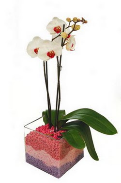  Ankara uluslararas iek gnderme  tek dal cam yada mika vazo ierisinde orkide