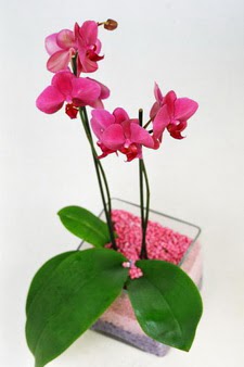  Ankara ieki maazas  tek dal cam yada mika vazo ierisinde orkide