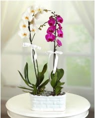 1 dal beyaz 1 dal mor yerli orkide saksda  Ankara iek servisi , ieki adresleri 