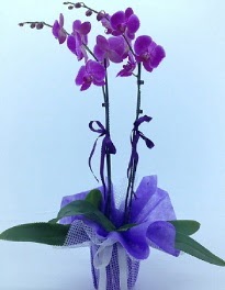 2 dall mor orkide  Ankara kaliteli taze ve ucuz iekler 