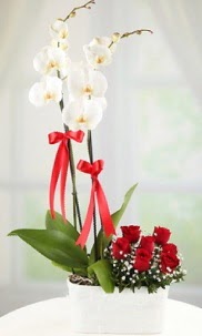 2 dall beyaz orkide ve 7 krmz gl  Ankara nternetten iek siparii 