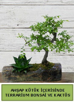 Ahap ktk bonsai kakts teraryum  Ankara internetten iek siparii 