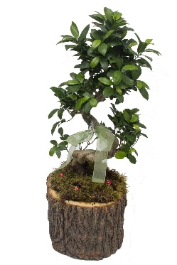 Doal ktkte bonsai saks bitkisi  Ankara hediye iek yolla 