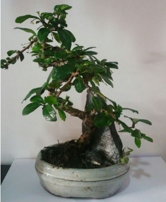 S eklinde ithal bonsai aac  Ankara iek yolla 