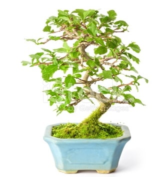 S zerkova bonsai ksa sreliine  Ankara hediye iek yolla 