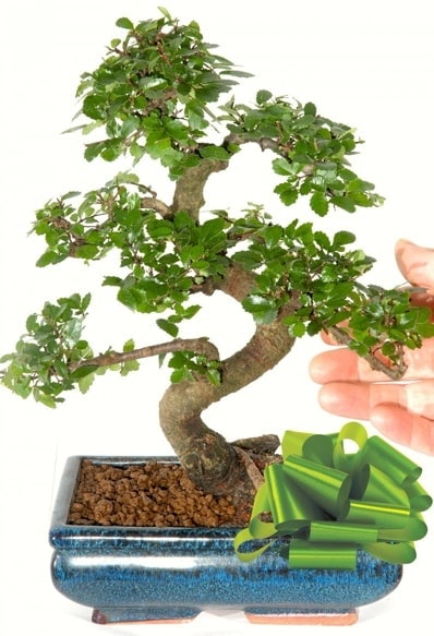 Yaklak 25 cm boyutlarnda S bonsai  Ankara iek siparii sitesi 