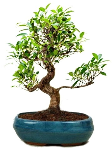 25 cm ile 30 cm aralnda Ficus S bonsai  Ankara iek gnderme sitemiz gvenlidir 