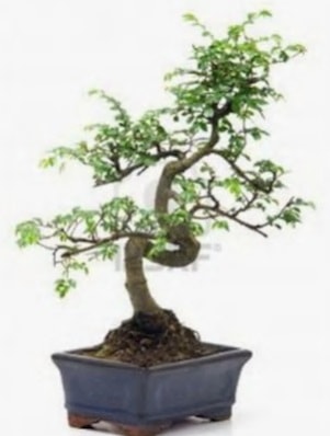 S gvde bonsai minyatr aa japon aac  Ankara iek sat 