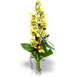  Ankara hediye iek yolla  cam vazo ierisinde tek dal canli orkide