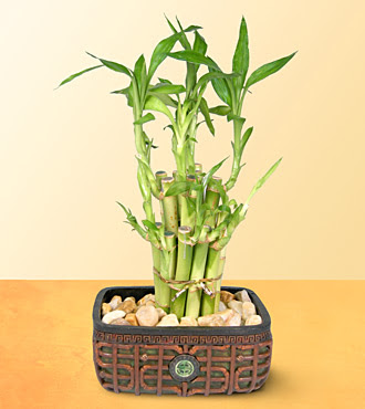 Lucky Bamboo  saksi iegi  Ankara online iek gnderme sipari 