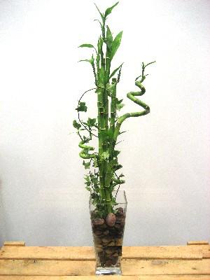 Lucky Bamboo sans melegi iegi  Ankara cicek , cicekci 