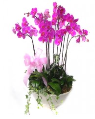 9 dal orkide saks iei  Ankara gvenli kaliteli hzl iek 