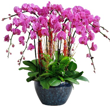 9 dall mor orkide  Ankara 14 ubat sevgililer gn iek 