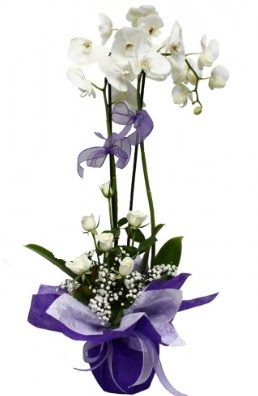 2 dallı beyaz orkide 5 adet beyaz gül  Ankara çiçekçi mağazası 