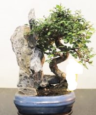 Japon aac bonsai saks bitkisi sat  Ankara internetten iek sat 