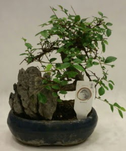 thal 1.ci kalite bonsai japon aac  Ankara iek sat 