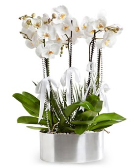 Be dall metal saksda beyaz orkide  Ankara iek yolla 