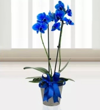 ift dall mavi orkide  Ankara iek sat 