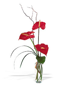  Ankara çiçek siparişi sitesi  cam yada mika Vazoda 3 adet  antoryum