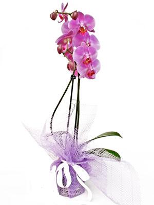  Ankara anneler günü çiçek yolla  Kaliteli ithal saksida orkide