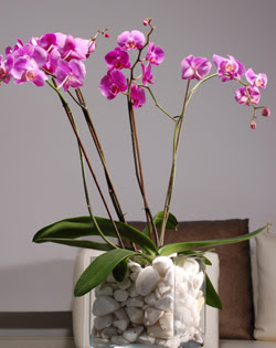  Ankara çiçek siparişi sitesi  2 dal orkide cam yada mika vazo içerisinde