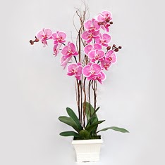  Ankara cicekciler , cicek siparisi  2 adet orkide - 2 dal orkide