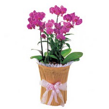  Ankara çiçek siparişi vermek  saksi iiçerisinde 3 dal orkide
