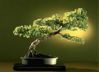 ithal bonsai saksi iegi  Ankara ieki maazas 