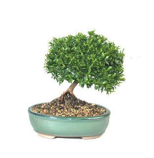 ithal bonsai saksi iegi  Ankara cicekciler , cicek siparisi 