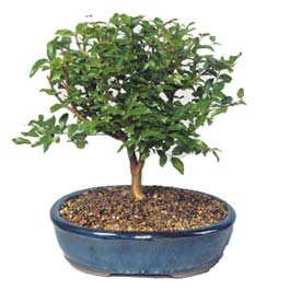  Ankara ieki maazas  ithal bonsai saksi iegi  Ankara online ieki , iek siparii 