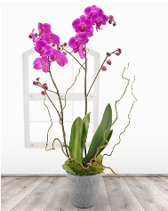 2 dallı mor orkide saksı çiçeği  Ankara ucuz çiçek gönder 