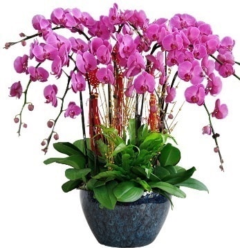 9 dallı mor orkide  Ankara 14 şubat sevgililer günü çiçek 