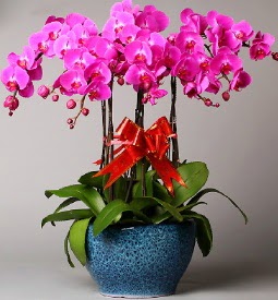 7 dallı mor orkide  Ankara çiçek online çiçek siparişi 