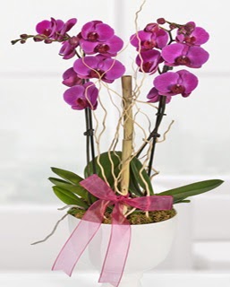 2 dallı nmor orkide  Ankara anneler günü çiçek yolla 