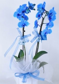 2 dallı mavi orkide  Ankara internetten çiçek satışı 