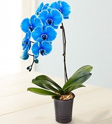 1 dallı süper eşsiz mavi orkide  Ankara çiçek mağazası , çiçekçi adresleri 