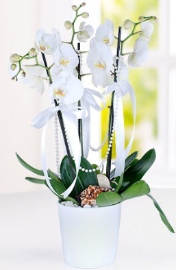 3 dallı beyaz orkide  Ankara çiçek yolla 