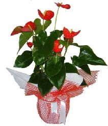 Antoryum saksı iç mekan süs bitkisi  Ankara çiçek servisi , çiçekçi adresleri 