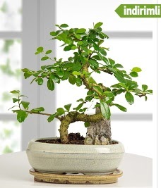 S şeklinde ithal gerçek bonsai japon ağacı  Ankara internetten çiçek satışı 