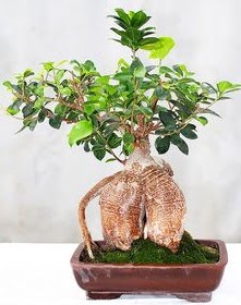 Japon ağacı bonsai saksı bitkisi  Ankara ucuz çiçek gönder 