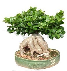 Japon ağacı bonsai saksı bitkisi  Ankara çiçek gönderme 
