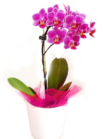 Tek dallı mor orkide  Ankara çiçekçi telefonları 